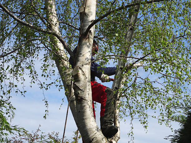 Professional Tree Care in Stillwater, MN